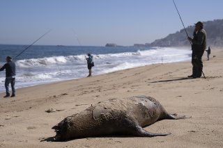 Les otaries et les pêcheurs sont en concurrence. Ce qui ne préjuge rien de l'enquête menée par les autorités sud-africaines qui veulent faire la lumière sur cette étonnante et peu banale affaire (Photo d'illustration).